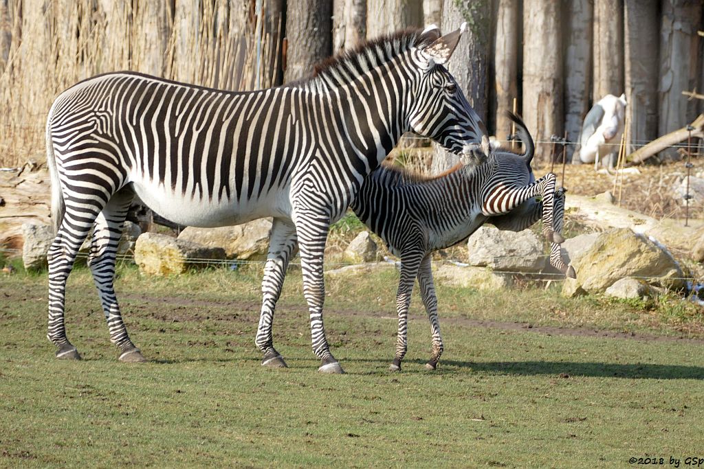 Grévy-Zebra, Afrikanischer Marabu