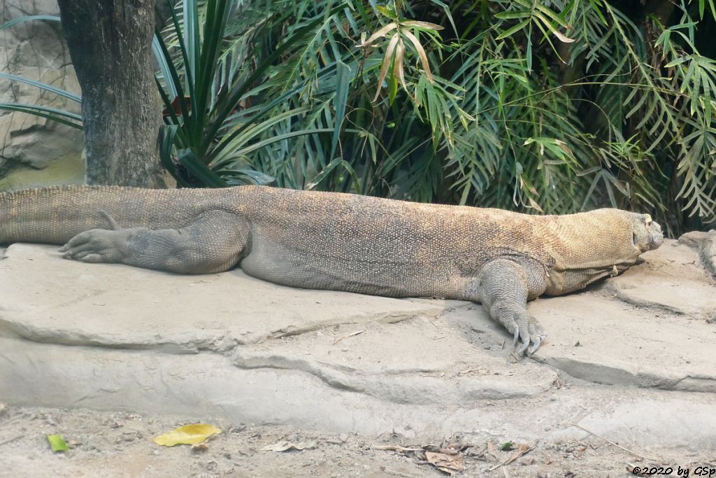 Komodowaran