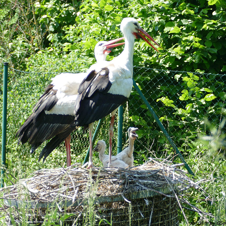 Weißstorch