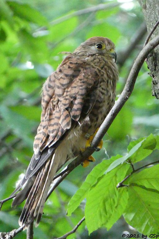 Europäischer Turmfalke (Rüttelfalke)