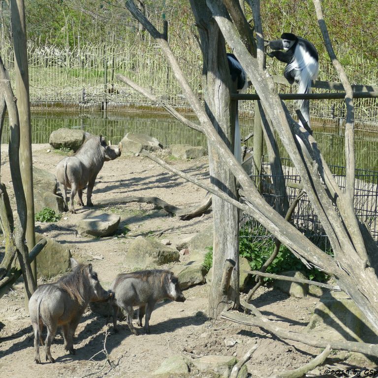 Westafrikanisches Warzenschwein, Kikuyu-Guereza