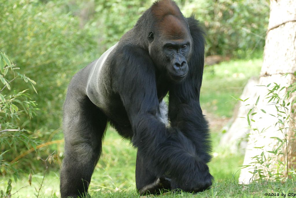 Flachlandgorilla ABEEKU