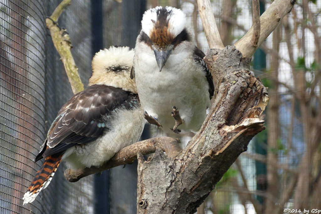 Jägerliest (Lachender Hans, Kookaburra)