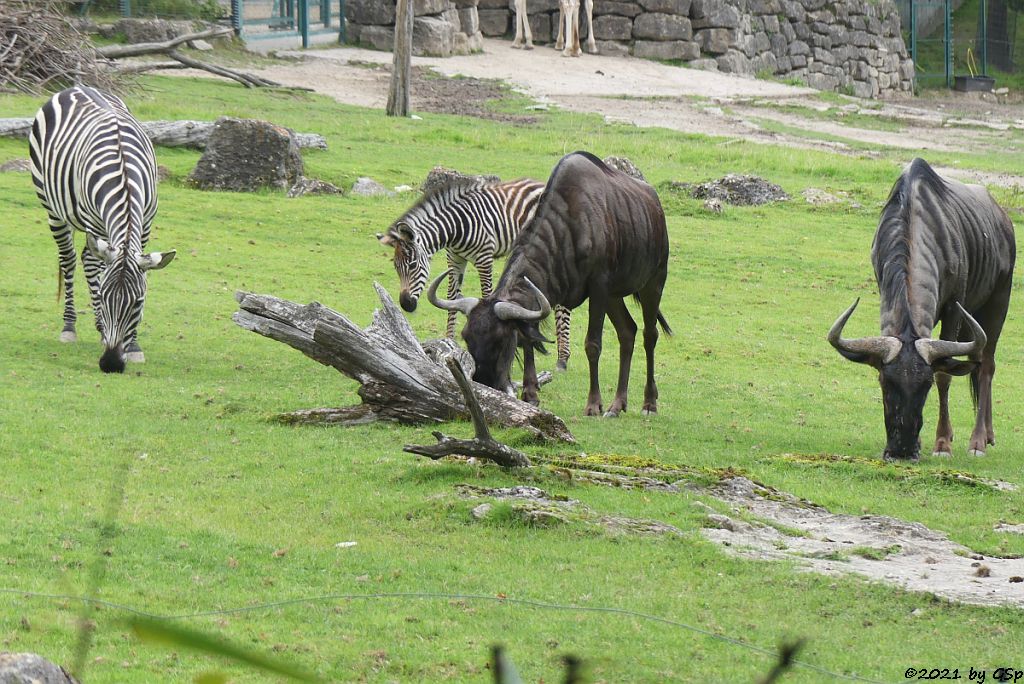 Böhm-Steppenzebra (Grant-Zebra) HELENA mit Tochter BAKARI, geb. 21.8.21, Südliches Streifengnu (Blaues Gnu)