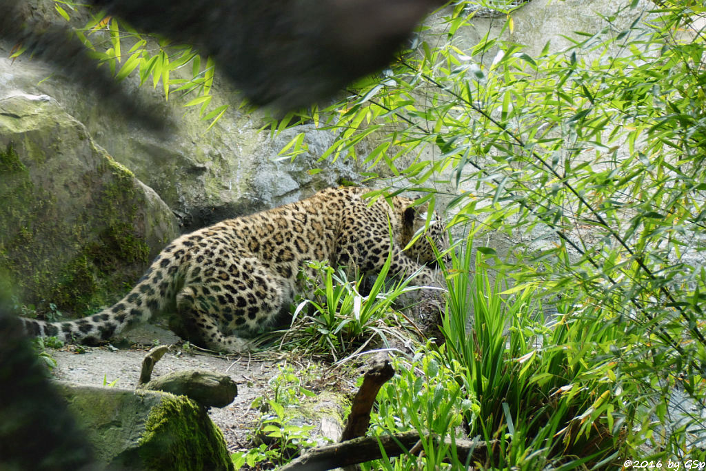 Nordpersischer Leopard (Afghanischer Leopard), geb. am 21.9.15 (7 Mon. alt)