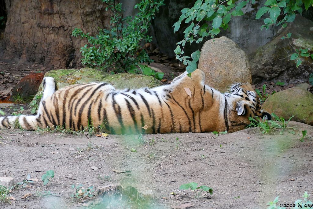 Amurtiger (Sibirischer Tiger, Mandschu-Tiger)