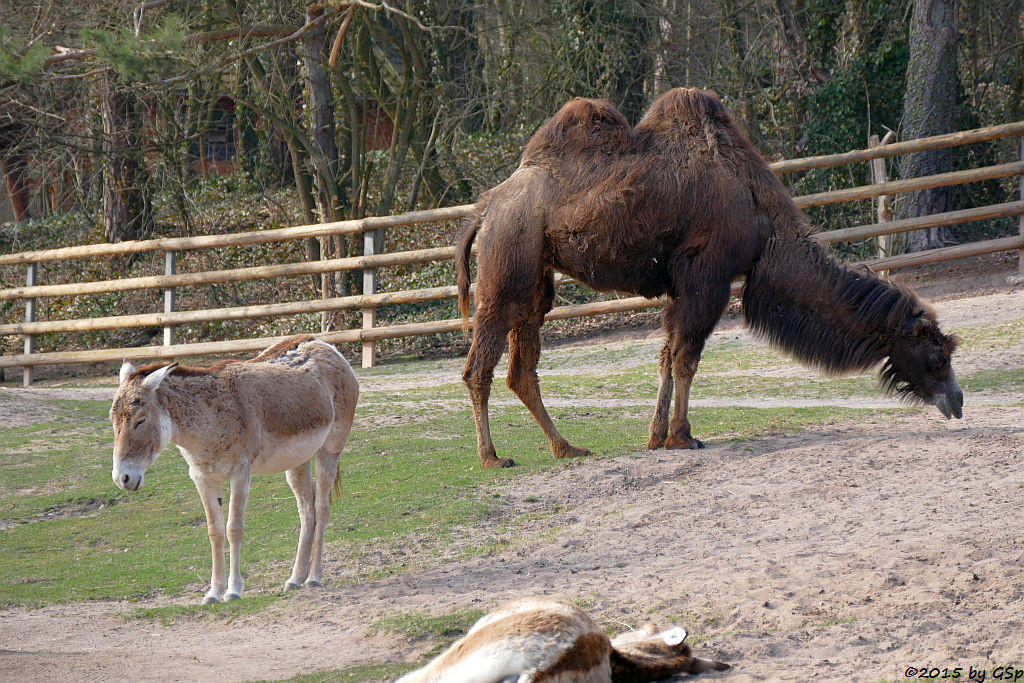 Kulan (Turkmenischer Halbesel) und Trampeltier