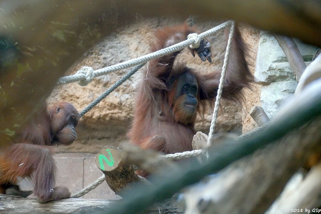 Sumatra-Orang-Utan INDAH und ROSA