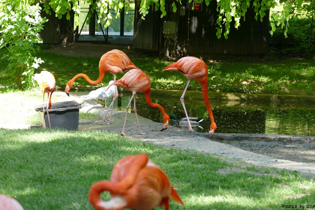 Kubaflamingo (Karibischer Flamingo, Roter Flamingo)