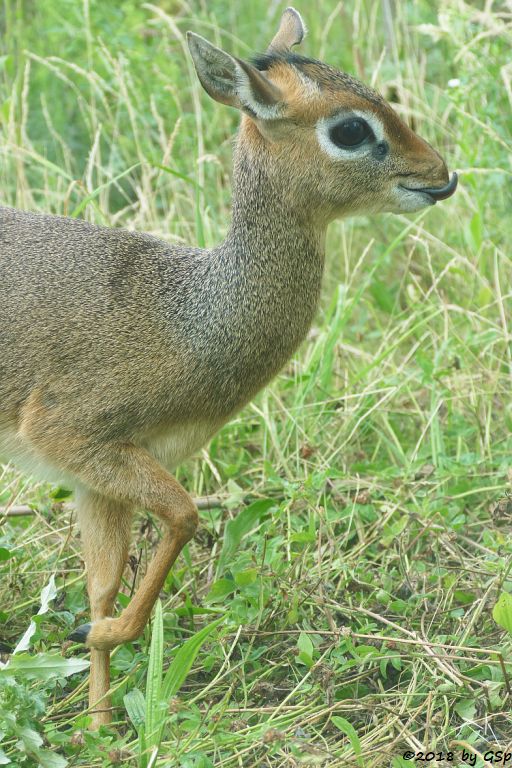 Kirk-Dikdik (Kirk-Rüsseldikdik, Kirks Zwergrüsseldikdik)