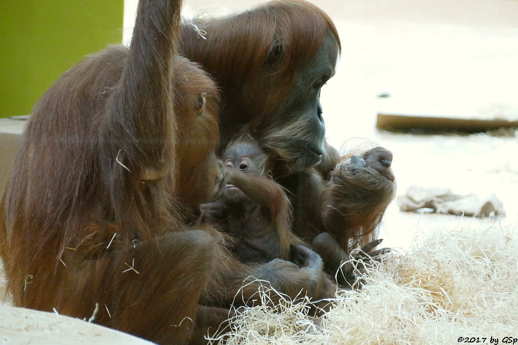 JOLIE und Mama MATRA