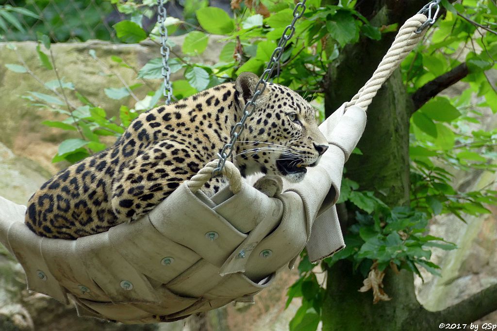 Nordpersischer Leopard (Afghanischer Leopard)