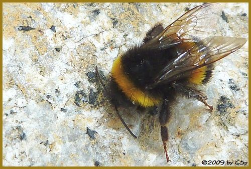 Dunkle Erdhummel