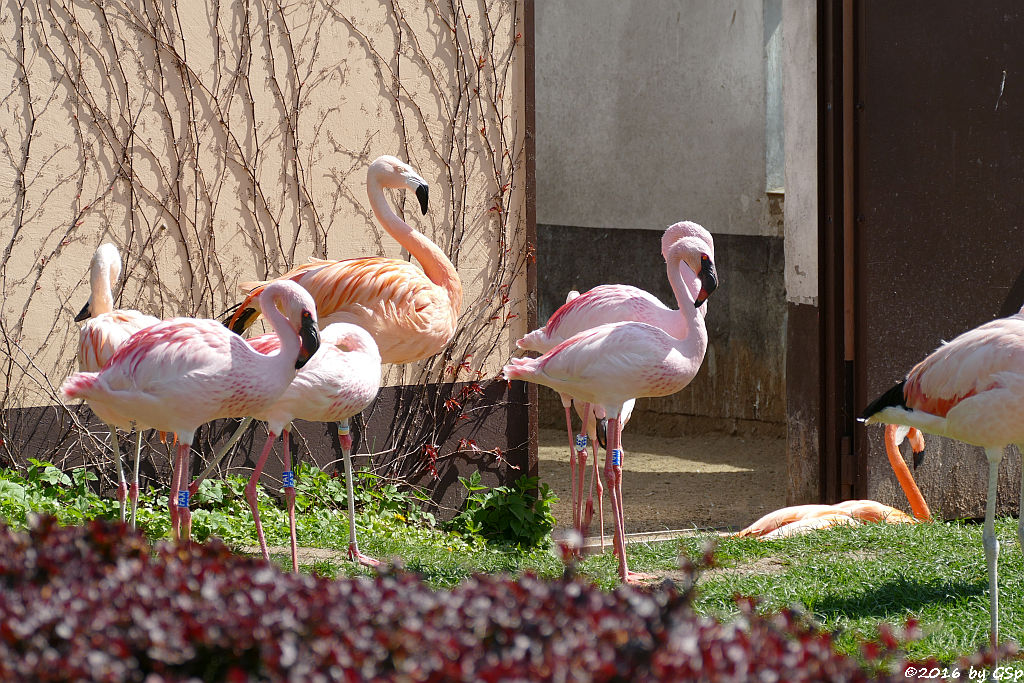 Zwergflamingo, Chileflamingo, Kubaflamingo (Karibischer Flamingo, Roter Flamingo)