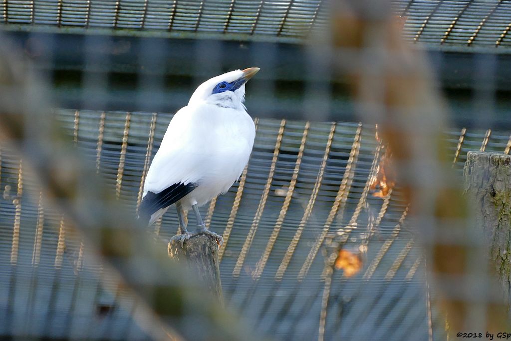 Balistar (Rothschild-Maina, Bali-Mynah)