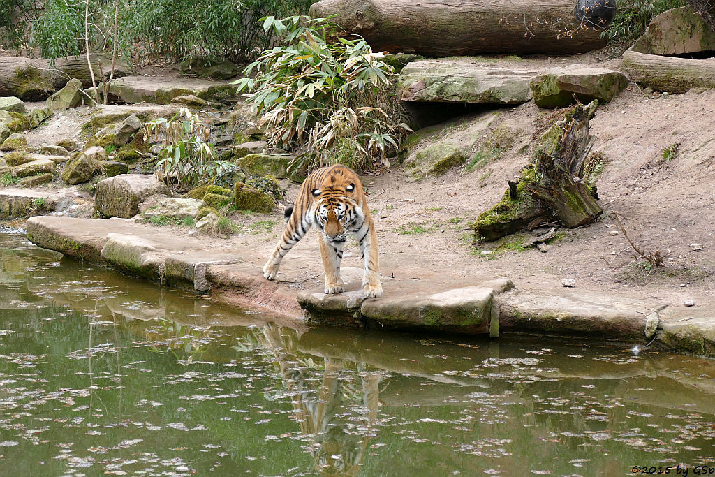 Sibirischer Tiger SAMUR