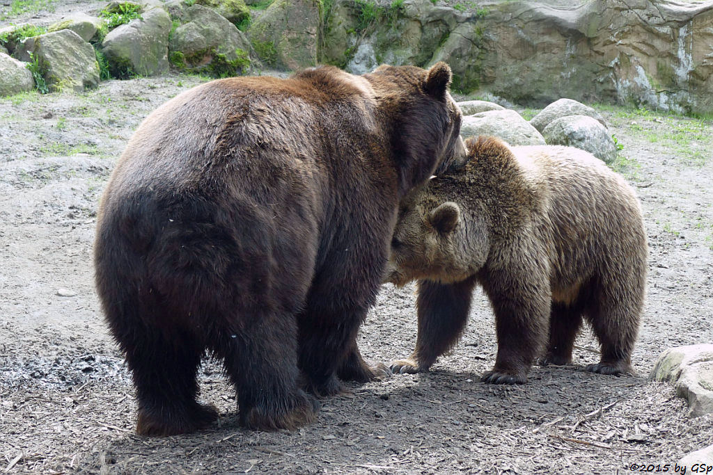 Kodiakbär, Braunbär