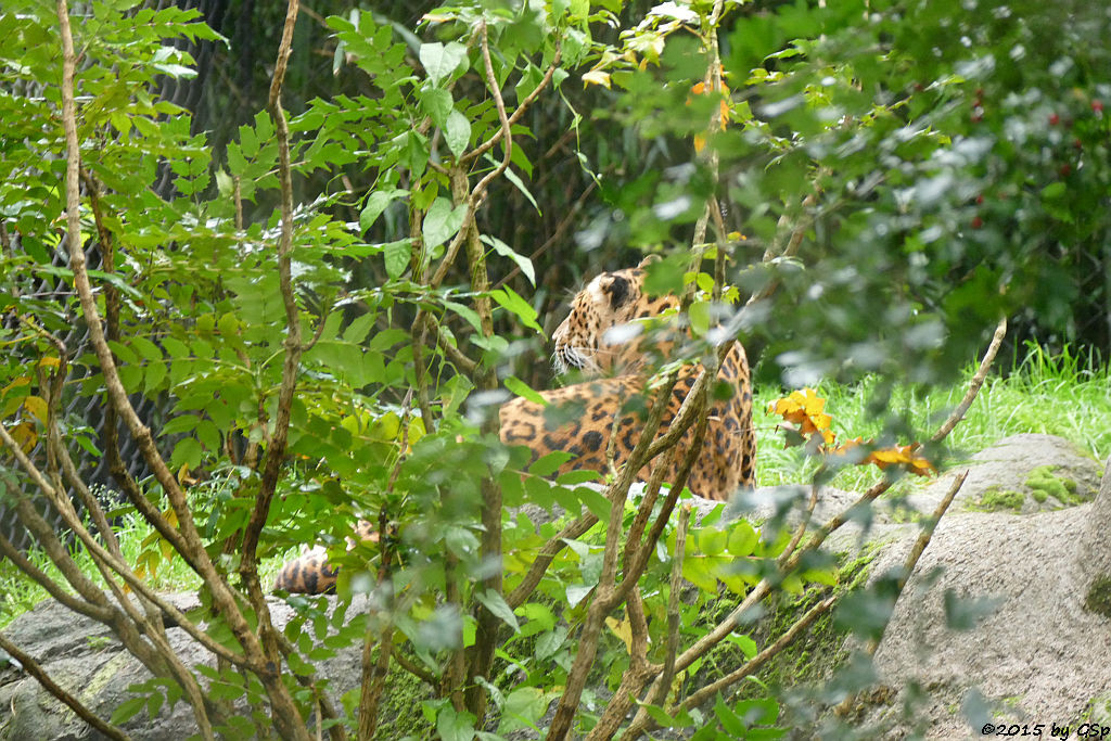 Chinaleopard (Nordchinesischer Leopard)