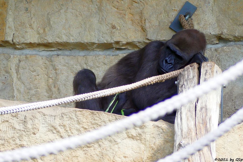 Flachlandgorilla