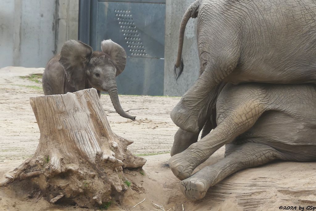 Elefanten Zoo Halle: SIMON, ELANI, TAMIKA
