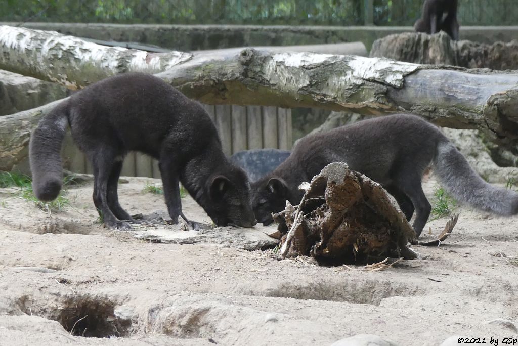 Polarfuchs (Eisfuchs, Blaufuchs)