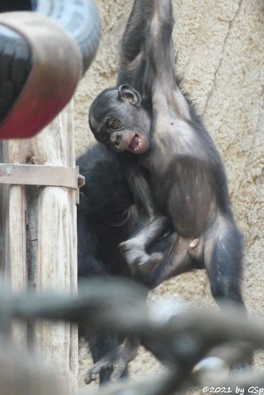 Bonobo (Zwergschimpanse)