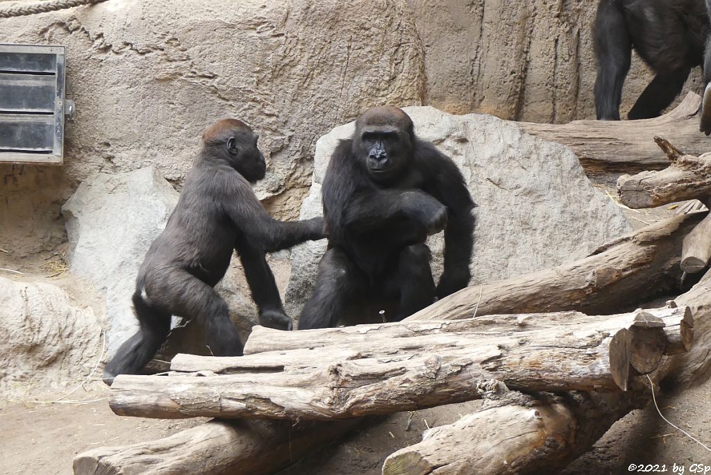 Westlicher Flachlandgorilla