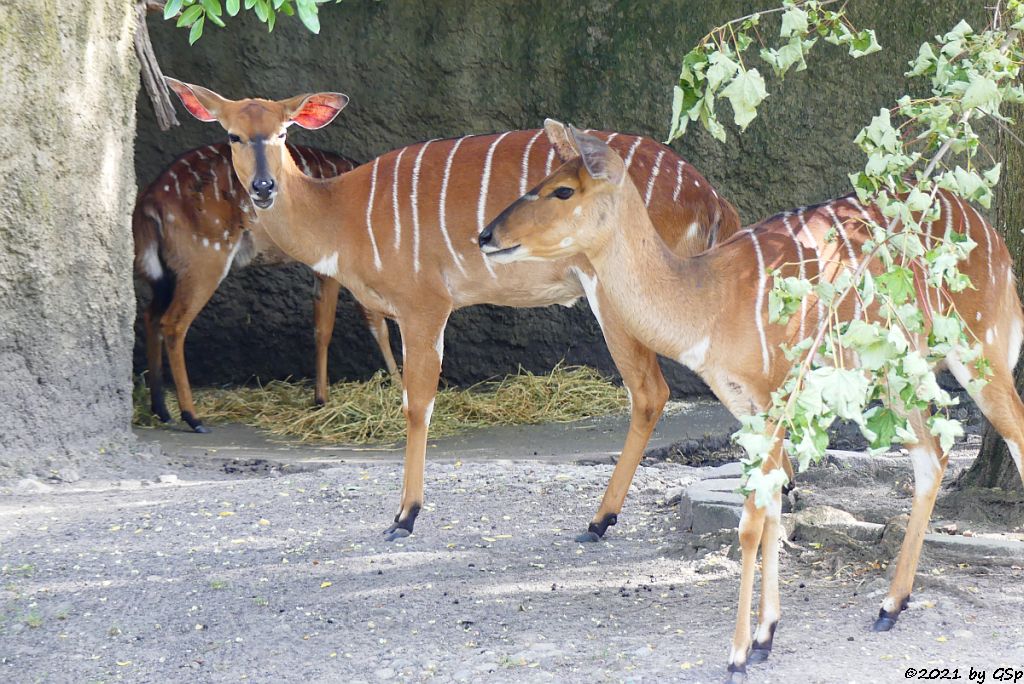 Nyala (Tieflandnyala, Flachlandnyala)