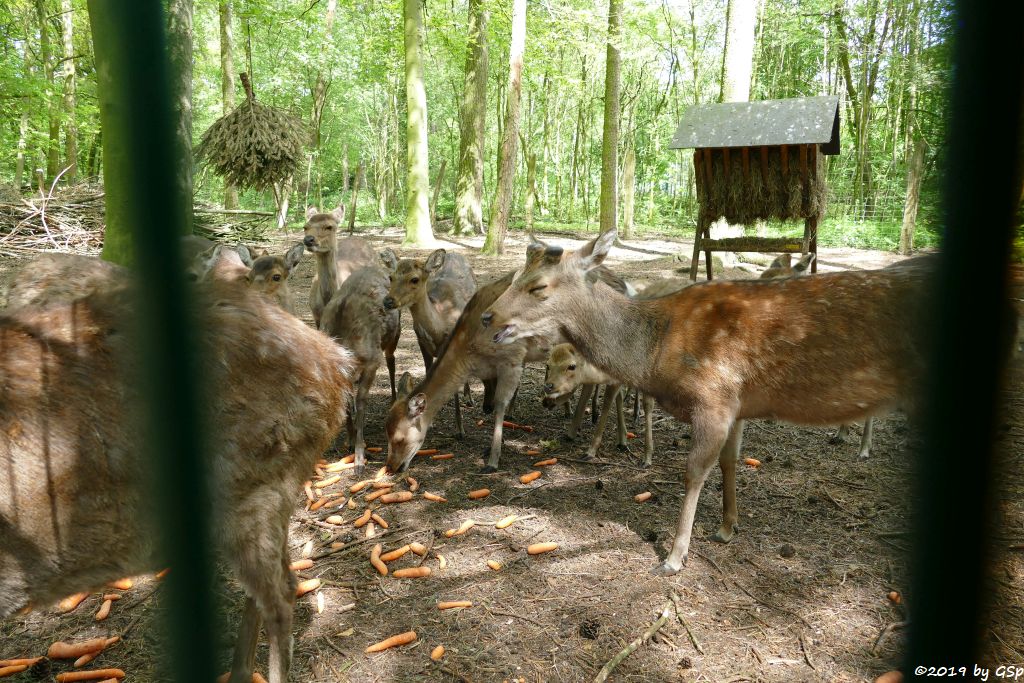 Japan-Sikahirsch