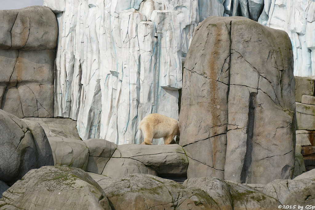 Eisbär