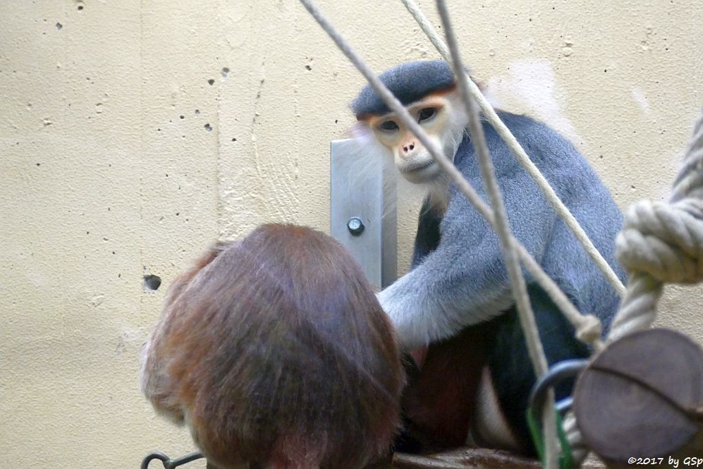 Schwarzer Haubenlangur (Javanischer Kappenlangur, Budeng), Rotschenkel-Kleideraffe