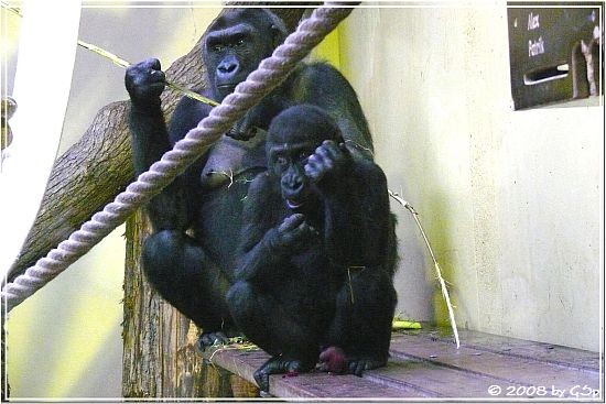 ZSA-ZSA mit Sohn BANJOKO (knapp 2 Jahre alt