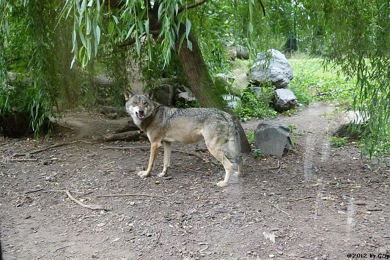 Europäischer Wolf