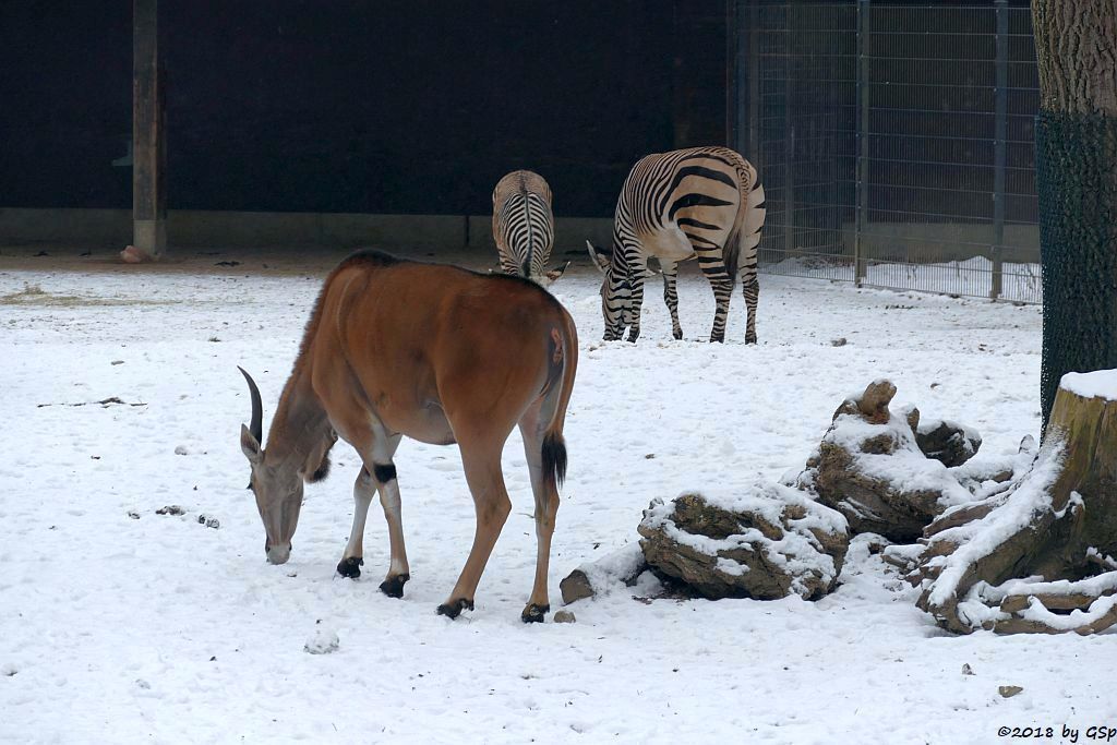 Elenantilope, Hartmann-Bergzebra