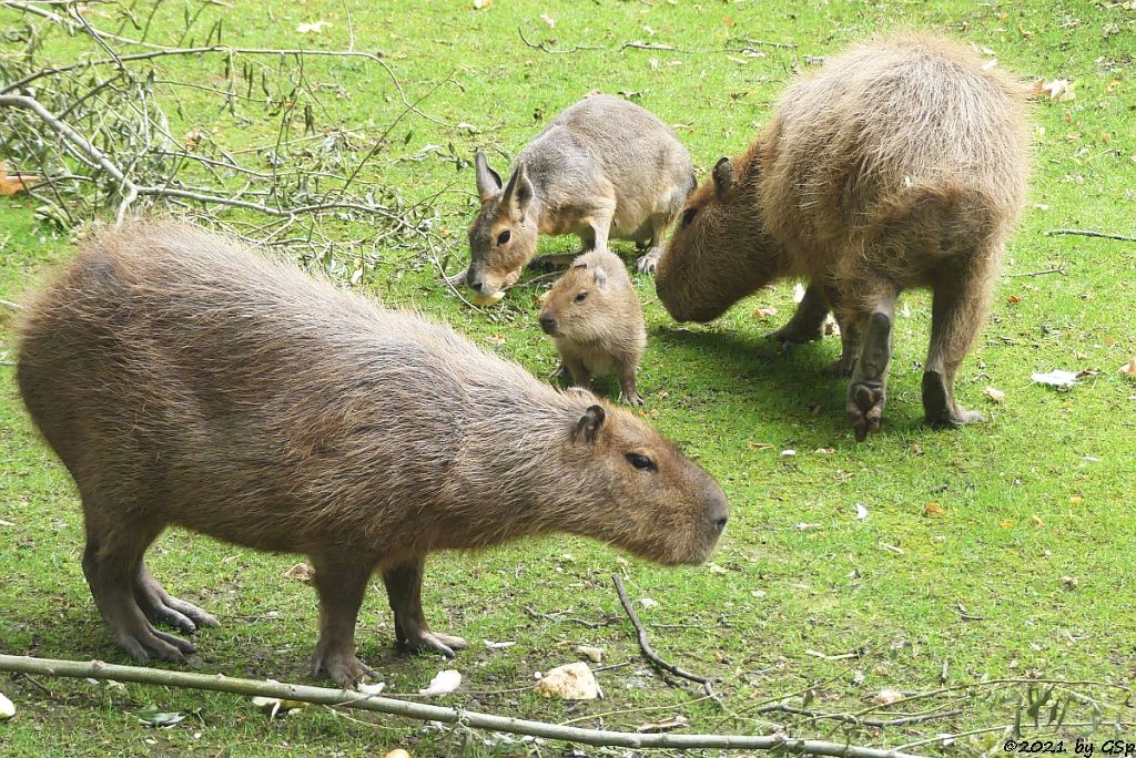 Wasserschwein (Capybara), Großer Pampashase (Große Mara, Großer Mara)