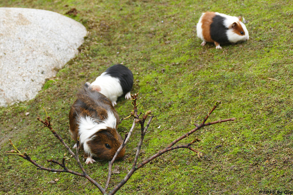 Hausmeerschweinchen