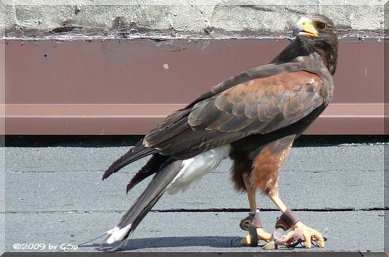 weibl. Wüstenbussard