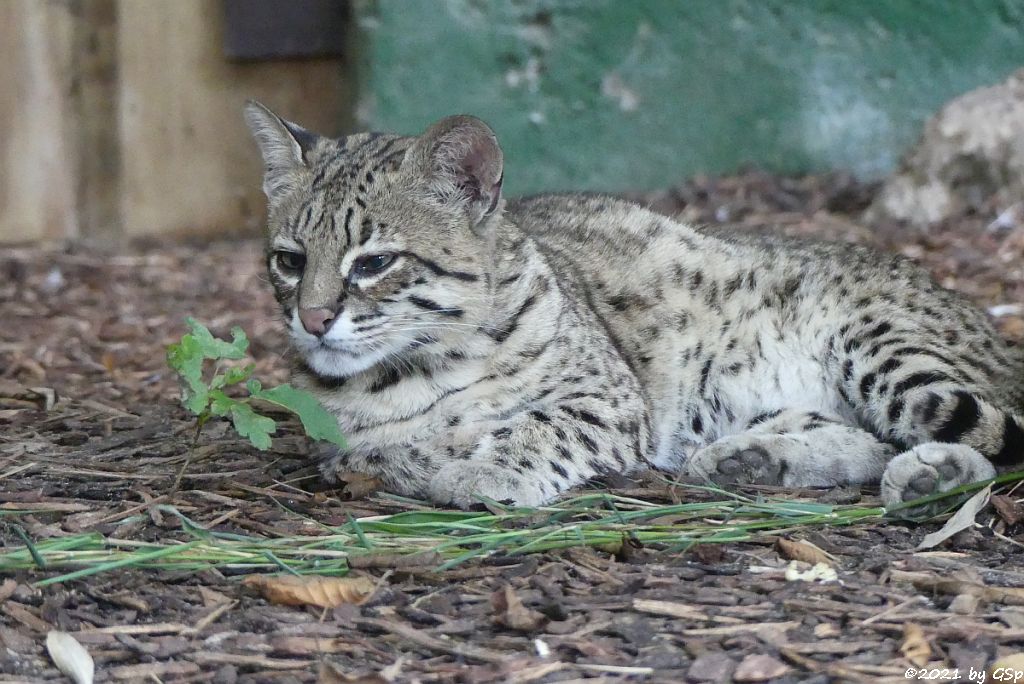 Kleinfleckkatze (Salzkatze, Geoffroy-Katze)