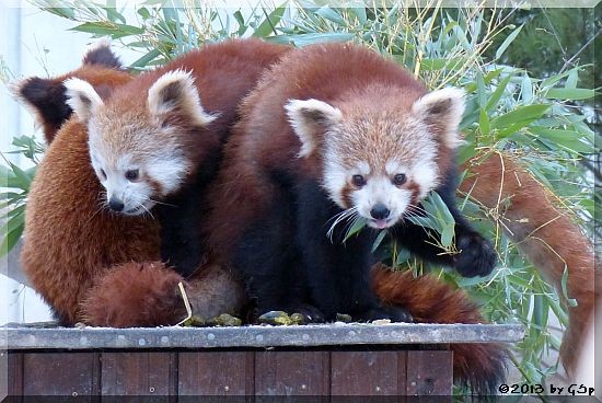 Kleiner Panda