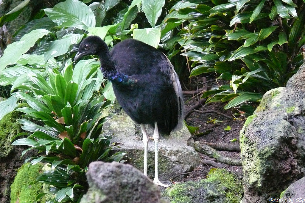 Grauflügel-Trompetervogel