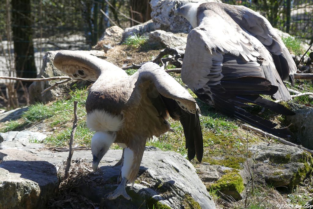 Westlicher Gänsegeier