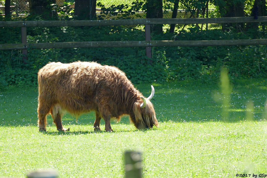 Schottisches Hochlandrind