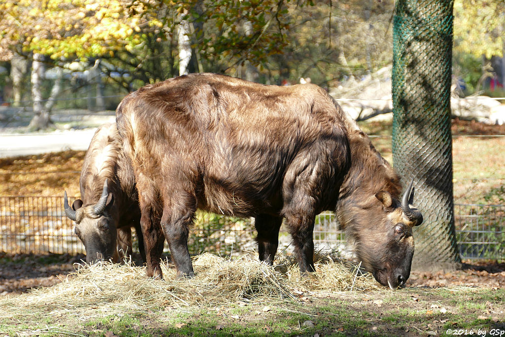 Mishmi-Takin