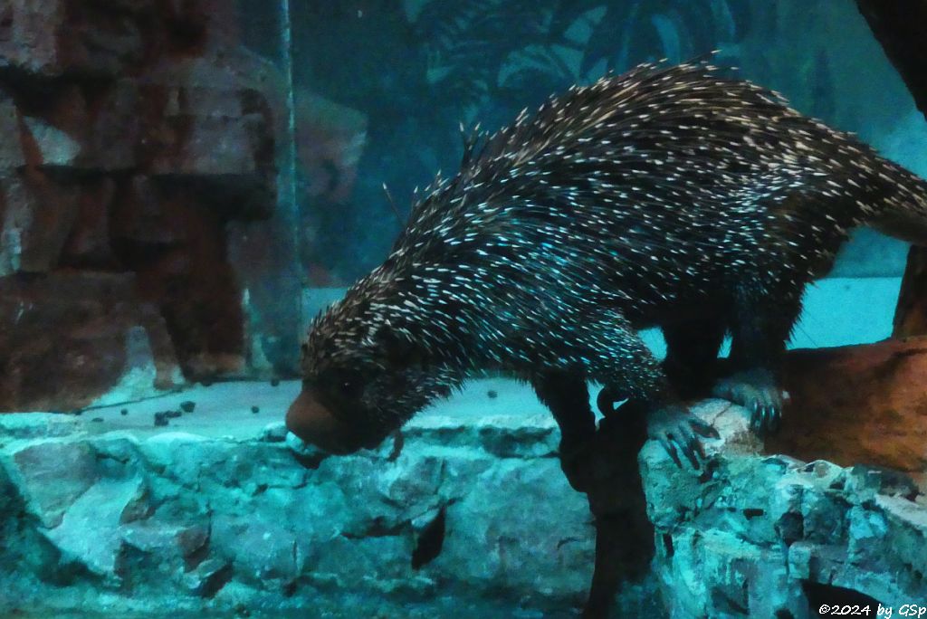 Brasilianischer Greifstchler (Eigentlicher Greifstachler, Cuandu)