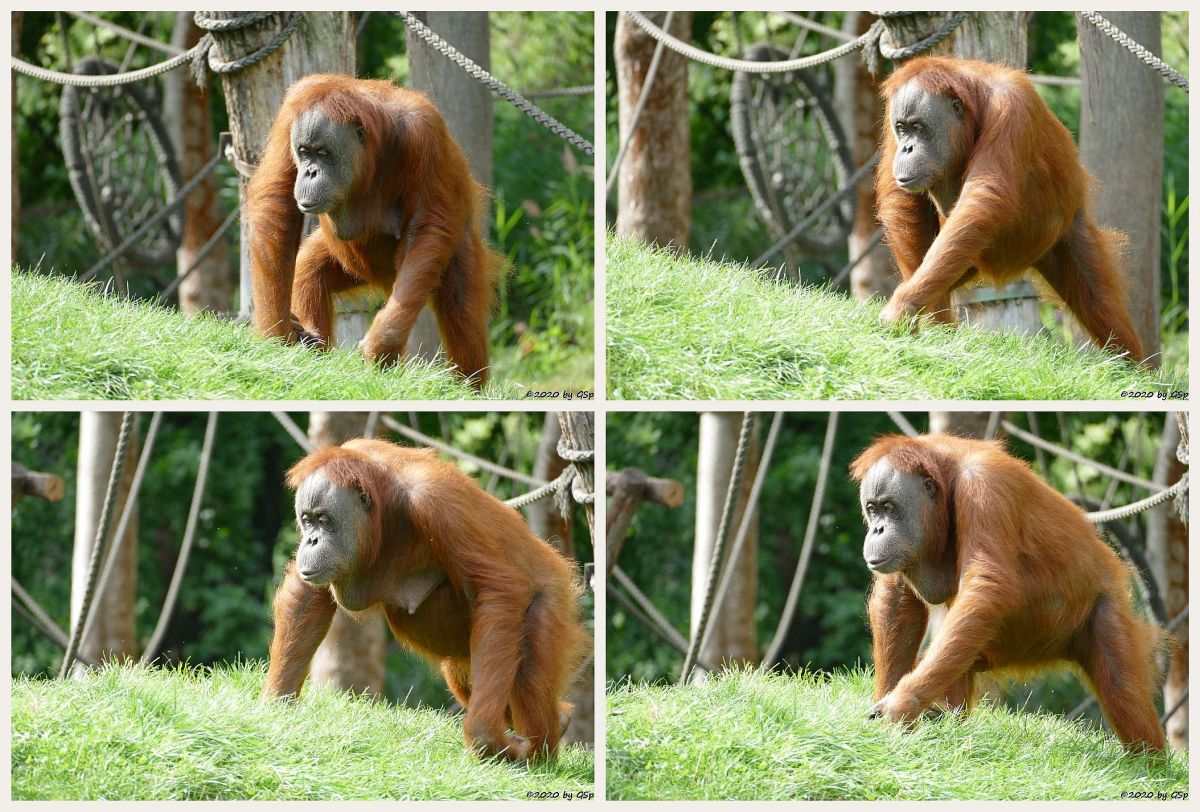 Sumatra-Orang-Utan