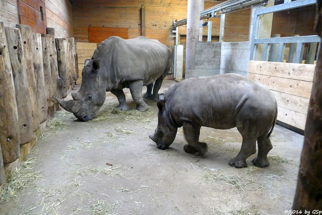 Breitmaulnashorn YETI mit Sohn TAYU, geb. am 5.9.15