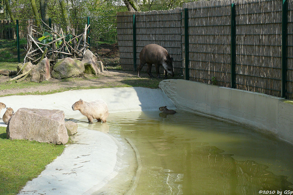 Flachlandtapir AILTON und Capybara mit 4 Monate alten Jungtieren