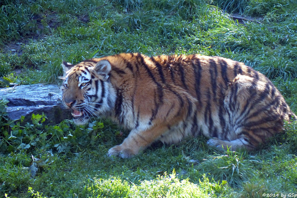 Sibirische Tigerin, geb. am 10.08.13