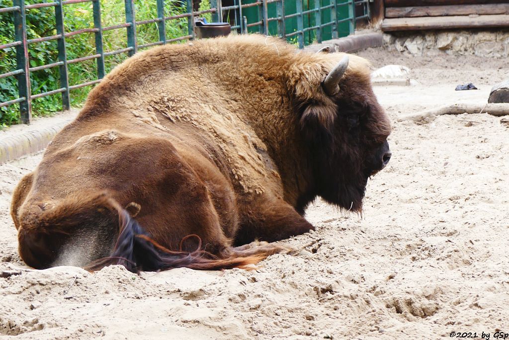 Wisent