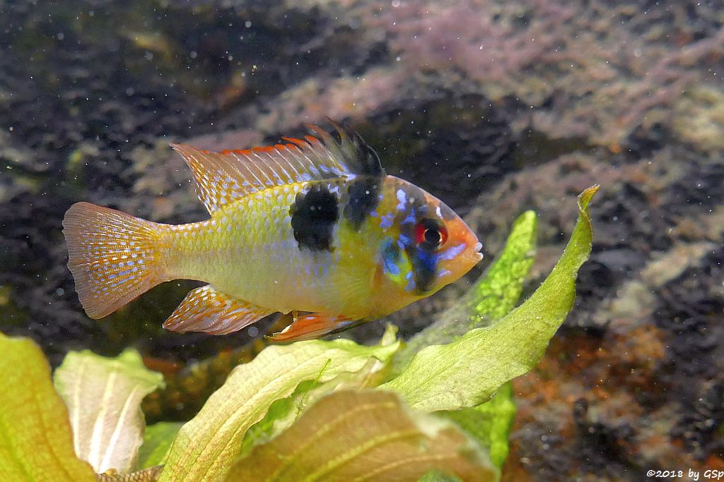 Südamerikanischer Schmetterlingsbuntbarsch (Schmetterlings-Zwergbuntbarsch)